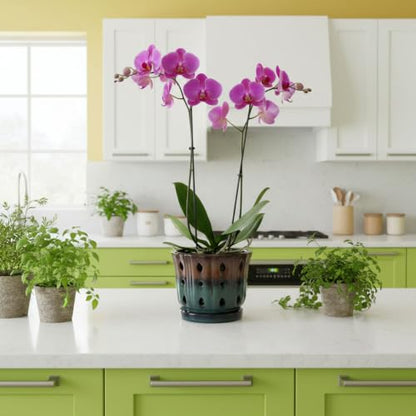 Ceramic Orchid Pot 6'' Orchid Planter (Brown Over Turquoise) - color: Brown Over Turquoise