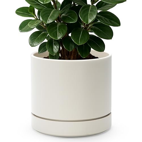 Phoenix Vine 8 Inch Planter Pot with Drainage Hole & Saucer, Deep Water Catch Tray, Straight Cylindrical Round Pot for Plants, Oatmeal, Pack of 1, 23-E-T-1 - color: Oatmeal, size: 8" (1 Pack)
