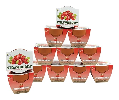 Buzzy Seeds Alpine Strawberry Grow Kit 12-Pack, Terracotta Pots, Fruit - color: 12pk Alpine Strawberry