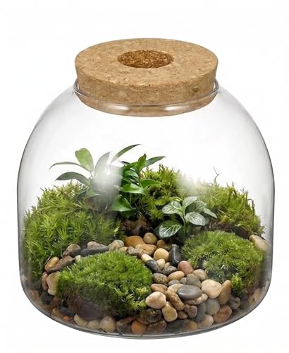 NUOBESTY Glass Terrarium Jar with Cork Lid, Hydroponic Plant Propagation Vase, Clear Round Betta Fish Bowl Tank for Moss Succulent Indoor Desktop Home Decor