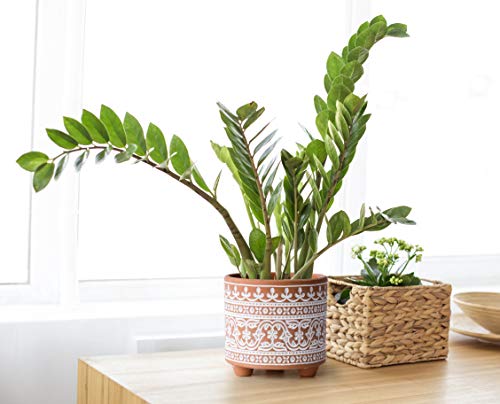 D'vine Dev 2-Pack Terracotta Pots, 4/6 in, Terracotta Bloom, 31-953-F-1 - style: Terracotta Bloom
