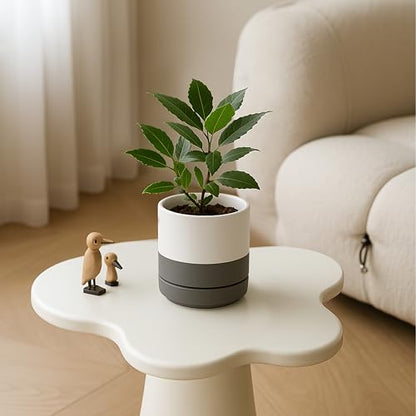 D'vine Dev 2-Pack Ceramic Pots with Saucers, White/Grey, 4.7 in, 94-V-B-6 - color: White/Speckled Grey, size: 4.7 Inch