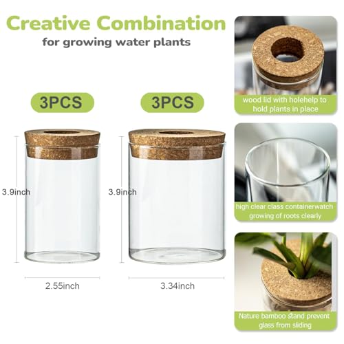Glass Plant Propagation Station Set – Water Planting Glass Vase for Herb Cuttings,Succulent Water Rooting–Desktop Planter Jars for Home,Office,Living Room,Bedroom Decor(6PCS)