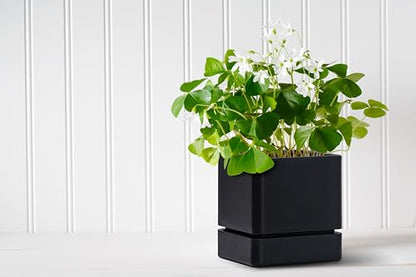 D'vine Dev Plastic Herb Planter Pot, 4 in, Black, 76-Y-B1-1 - color: Black, size: 4 Inch x 4.5 Inch