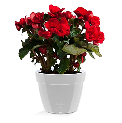 Santino ASTI 7.1 Inch Self Watering Planter Grey/White for Indoor Plants - Premium Quality Modern Plastic Planter Pot w/Water Level Indicator for All House Herbs, Plants, African Violets and Dahlias - color: Grey/White, size: 7.1-Inch