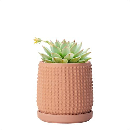 D'vine Dev Beaded Terracotta Pot with Saucer, 4 in, Terra Cotta, 27-C-Z-7 - color: Terracotta, size: 4.3 Inch
