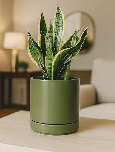 D'vine Dev 2-Pack Ceramic Pots with Saucers, Olive, 6.5 in, 94-V-C-J - color: Olive, size: 6 Inch