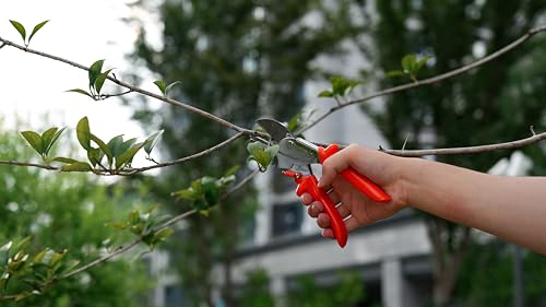 LeafLux 8" Professional Heavy Duty Anvil Pruning Shears with SK-5 Blades, Garden Shears for Dry Stems and Small Branches, Gardening Scissors, Clippers for Wood, Plastic, Rubber, Leather | LFXP1108 - color: 1108