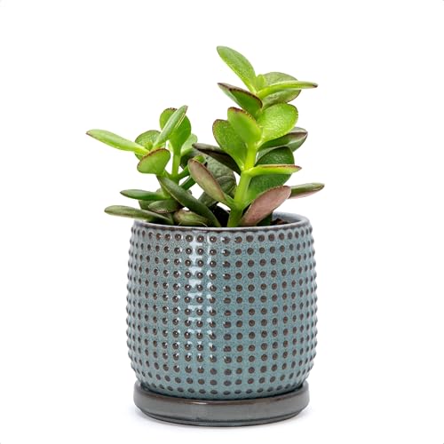 D'vine Dev Beaded Ceramic Pot with Saucer, 4 in, Graphite Blue, 27-C-Z-9 - color: Graphite Blue, size: 4.3 Inch