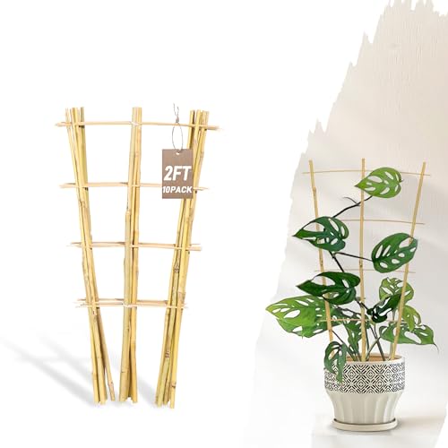 Avalution 10 Pack Bamboo Trellis for Climbing Plants, 2 FT Garden Ladder Trellis for Potted Plants Indoor, Fan-Shaped Small Plant Support Trellis for Houseplants Ivy Hoya Vine Monstera - color: Fan-Shaped, size: 10 PACK-24 inches