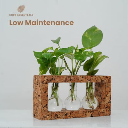 Natural Three-Beaker Cork Propagation Station