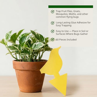 Kate's Home & Garden 60 Count Fruit Fly Traps for Indoors and House - size: 60