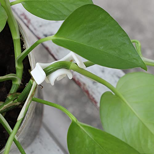 LucyPhy 60 Pack Plant Bender Angle Adjustable Plant Training Clips Low Stress Training Clips 90 Degrees Plant Stem(Circle Style,White) - color: White, size: 60Pack