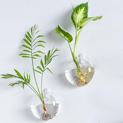 Wall Mount Plant Propagation Station - Clear Hydroponic Glass Vase, Oblate Planter for Indoor Plants | Perfect for Home, Office, Bathroom Decor | Gift for Plant Lovers (2)
