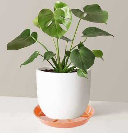 Plant Saucer Pot Tray 8 inch, 6 Packs Flower Planter Saucers and Drip Trays, Terracotta - color: Terracotta, size: 8" - 6 Pack