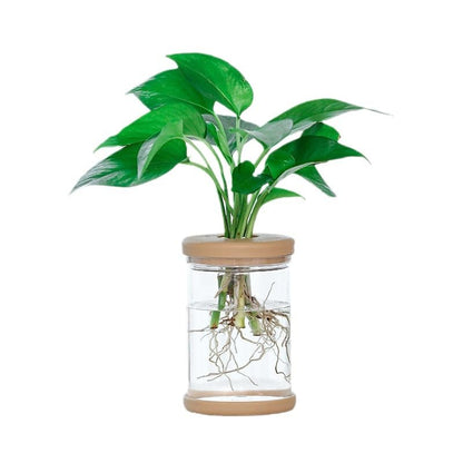 1pc, Hydroponics Plants Desktop Glass Planter Vase for Home Decoration, Plant Propagation Station Bud Vase, Desktop Hydroponics