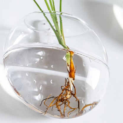 Wall Mount Plant Propagation Station - Clear Hydroponic Glass Vase, Oblate Planter for Indoor Plants | Perfect for Home, Office, Bathroom Decor | Gift for Plant Lovers (2)