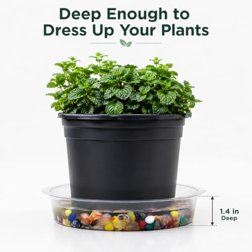 Gardzen Heavy Duty Clear Plastic Plant Saucers, Flower Pot Tray - Excellent for Indoor & Outdoor Plants (6-Inch, 10-Pack) - size: 6 Inch