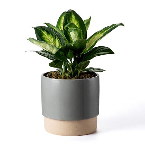 8 Inch Ceramic Self Watering Planter with Drainage Hole, Dark Grey - color: Darkgrey, size: Medium