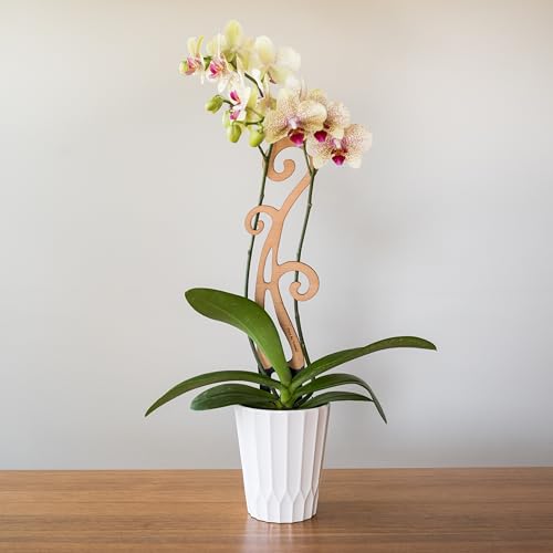 Treleaf Bare™ Flora™ – Customizable Wooden Fiddlehead Fern Plant Trellis – Regular Size 12” Indoor Plant Support and Decorative Houseplant Stake for Orchids Vines and Climbing Plants - size: Regular - 12" tall, style: Flora