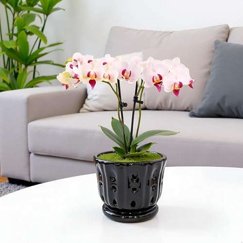 Ceramic Orchid Pot With Attached Saucer and Drainage Hole 6'' (Black) - color: Black