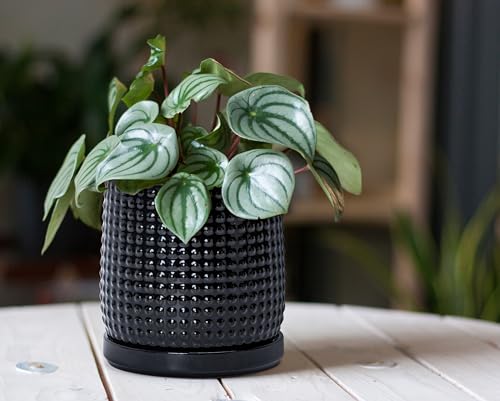 D'vine Dev Beaded Ceramic Pot with Saucer, 6 in, Glossy Black, 27-C-X-2 - color: Glossy Black, size: 5.8 Inch