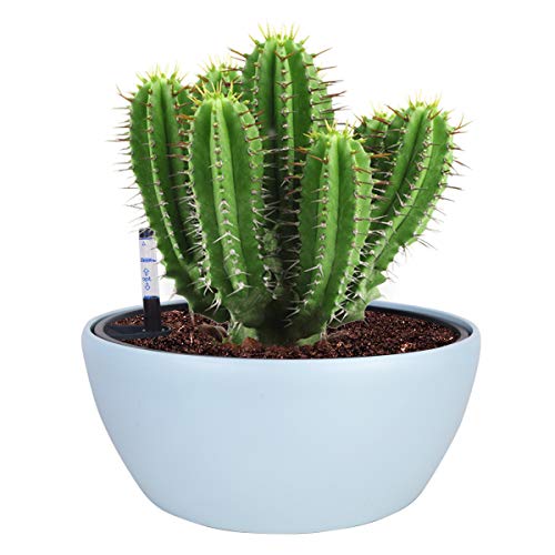 Vencer 11 Inch Plastic Round Self Watering Planter,Water Indicator,Modern Decorative Planter Pot for All House Plants Flowers, Herbs, Vegetables, Tropical,Ice Blue,VF-048B - color: Blue