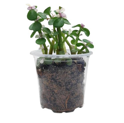 MIP Ceramic Planter Plant Pot with Plastic Liner Gift Buffalo (Black) - color: Black