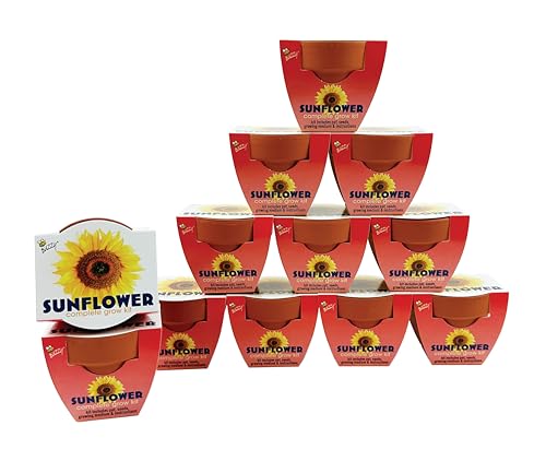 BUZZY Seeds Sunflower Grow Kit 12-Pack, Terracotta Pots, Wedding Favors - color: 12pk Sunflower