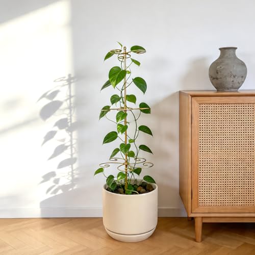 24 Inch Plant Stem Support Stakes for Monstera & Climbing Plants - color: Gold
