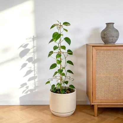 24 Inch Plant Stem Support Stakes for Monstera & Climbing Plants - color: Gold