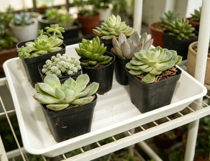 6 Pack 10" Square Plant Water Catcher Tray, Sturdy Plastic Saucer for Windowsill & Flower Pots, White - color: White, size: 10" - 6 Pack