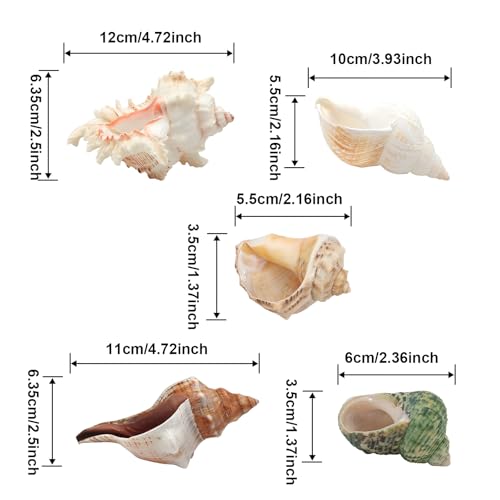 5 Pack Conch Sea Shell Air Plant Holder Natural Conch Plant Pots Holder Decorative Cute Tillandsia Succulent Display Container Table Centerpiece for Home Garden Decoration - color: Conch