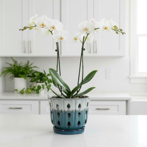 Ceramic Orchid Pot with Holes 6'' Orchid Planter (cream over turquoise) - color: Cream Over Turquoise