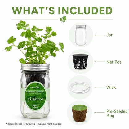 Hydroponic Herb Growing Kit, Self-Watering Mason Jar Window Herb Garden Starter Kit Indoor, Grow Your Own Herbs from Organic Seeds (Cilantro) - color: Cilantro