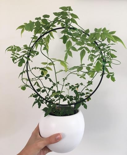 Trellis for Potted Plants, Small House Plant Support, Indoor Plant Trellis for Climbing Plants (Circle and Heart Shape)