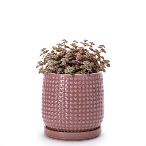D'vine Dev Beaded Ceramic Pot with Saucer, 4 in, Blush Mauve, 27-C-Z-K - color: Blush Mauve, size: 4.3 Inch