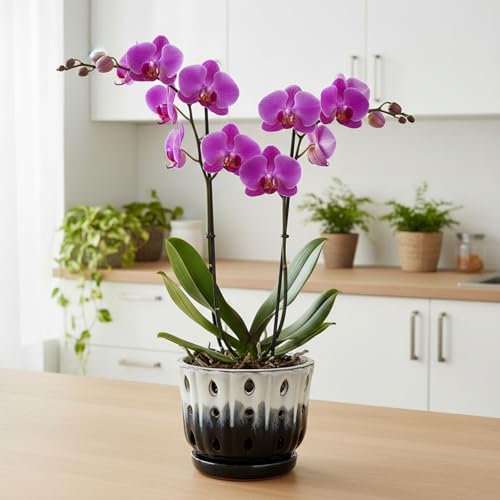 Ceramic Orchid Pot with Hole 6'' Orchid Planter (Cream Over Black) - color: Cream Over Black