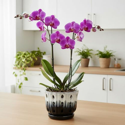 Ceramic Orchid Pot with Hole 6'' Orchid Planter (Cream Over Black) - color: Cream Over Black