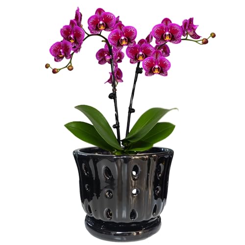 Ceramic Orchid Pot With Attached Saucer and Drainage Hole 6'' (Black) - color: Black