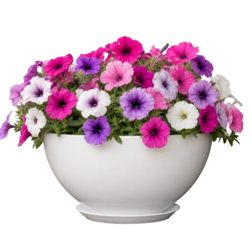 Rosie Planter Bowl, with Drainage and Saucer, 10” Stark White - color: Stark White