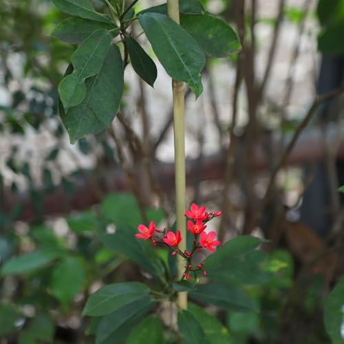 Natural Bamboo Plant Stake（6FT 30Pcs） Sturdy Bamboo Poles, Durable Plant Bamboo Stake, Garden Climbing Plant Bracket. - size: 6ft-30PCS