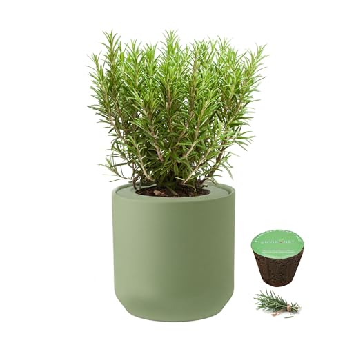 Hydroponic Herb Growing Kit, Self-Watering Kitchen Herb Garden Starter Kit with Green Ceramic Pot and Seeds (Rosemary) - color: Rosemary