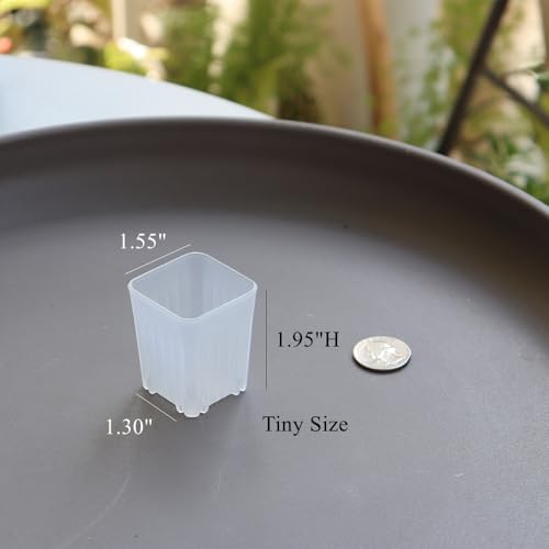 300 Pack 1.55 Inch Tiny Clear Plastic Square Nursery and Seedling Pot, Mini Transplant Seed Starter Planter with Drain Hole for Germination, Herb, Succulent - color: Clear