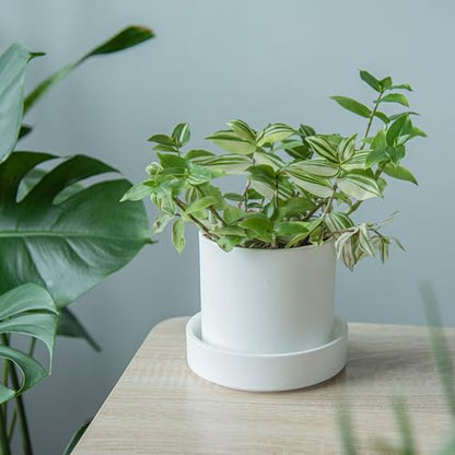 Phoenix Vine 6 Inch Plastic Plant Saucer Water Drip Tray, Heavy Sturdy Round Plant Drainage Tray for Indoors Outdoor, Matte White, 21-TY-6W-1 - size: 6"