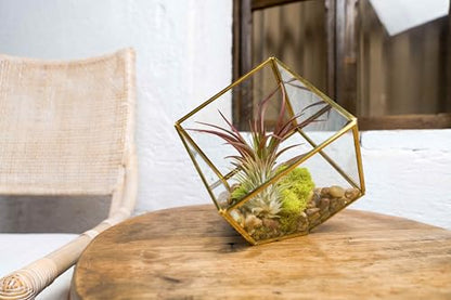 Heptahedron Geometric Glass Terrarium Kit with Red Abdita and Ionantha - Air Plant Tillandsia Holder - Live Tillandsia Succulent House Plant - Home and Garden Decor - Easy Care Indoor Outdoor Plants