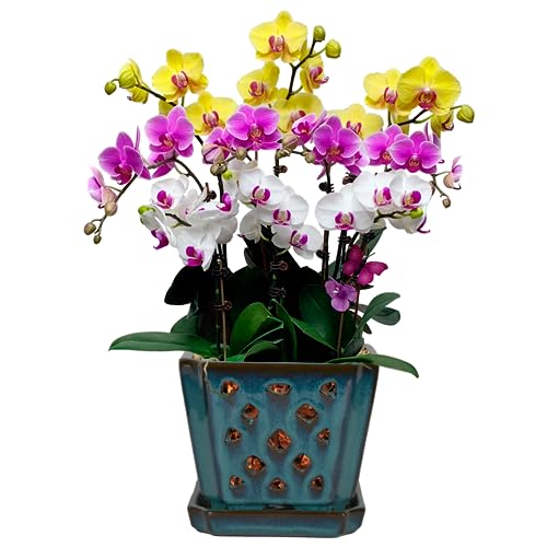 Orchid Pot with Holes and Saucer for Repotting and Better Grow, Teal, 7" - color: Teal