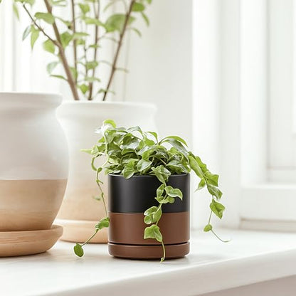D'vine Dev 2-Pack Ceramic Pots with Saucers, Black/Tan, 3.5 in, 94-V-A-7 - color: Black/Speckled Tan, size: 3.5 Inch