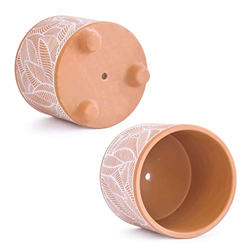 D'vine Dev 2-Pack Terracotta Pots, 4/6 in, Sahara Fern, 31-953-H-1 - style: Sahara Fern