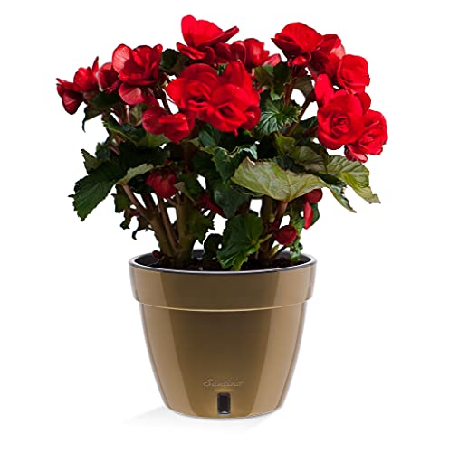 Santino ASTI 7.1 Inch Self Watering Planter Gold/Black for Indoor Plants - Premium Quality Modern Plastic Planter Pot w/Water Level Indicator for All House Herbs, Plants, African Violets and Dahlias - color: Gold/Black, size: 7.1-Inch